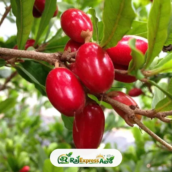 মিরাক্কেল বেরি