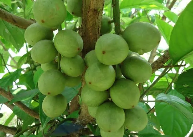 সান্তল গাছ