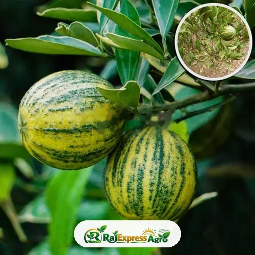 ভেরিগেটেড মাল্টা