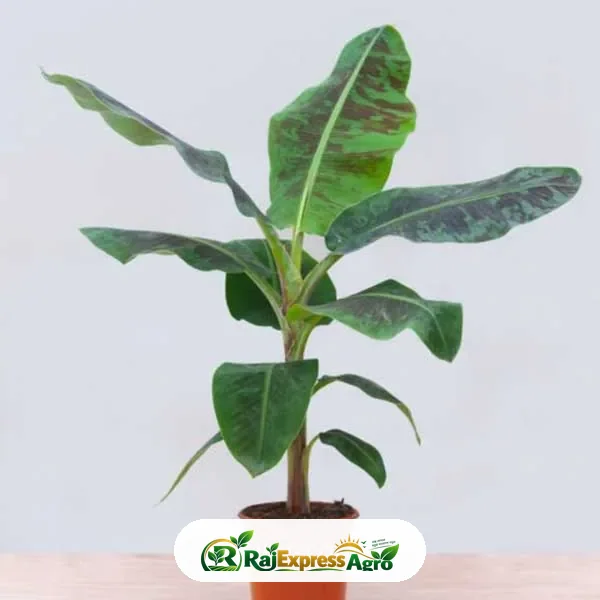 জি-৯ কলা