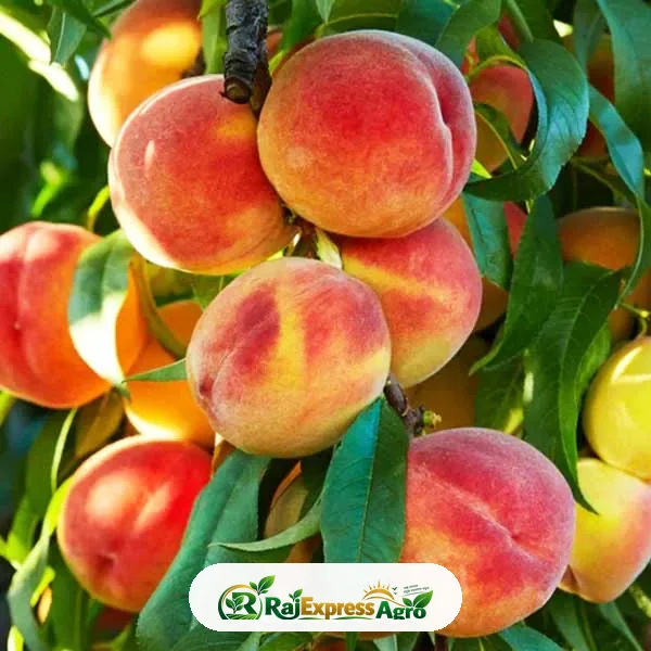পিচ