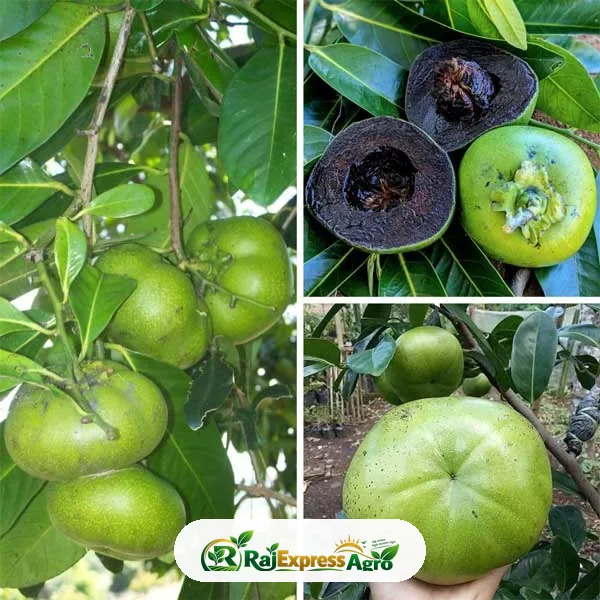 জাম্বু ব্ল্যাক সাপোটে (কলমের গাছ)