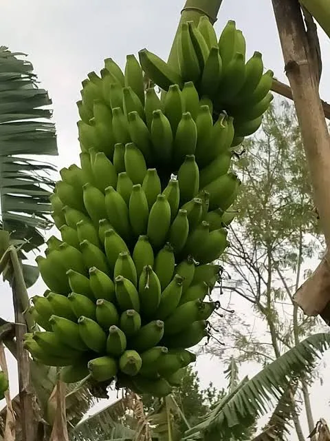 চাপা কলা
