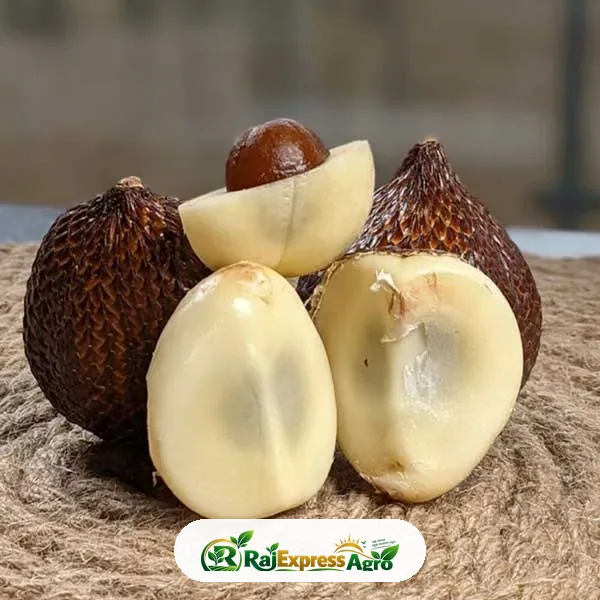 স্নেক ফ্রুট (সালাক)