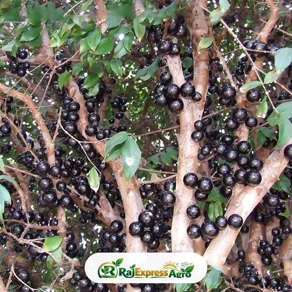 জাবুটিকাবা