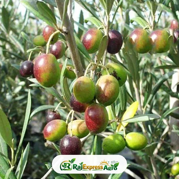 জয়তুন
