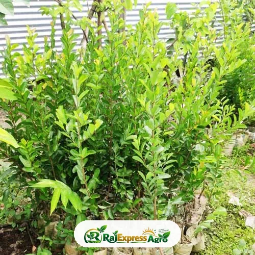 অ্যানোনা স্পাইনসেন্স