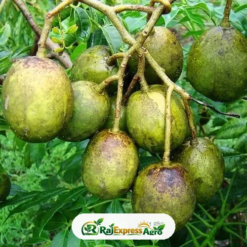 বারোমাসি আমড়া
