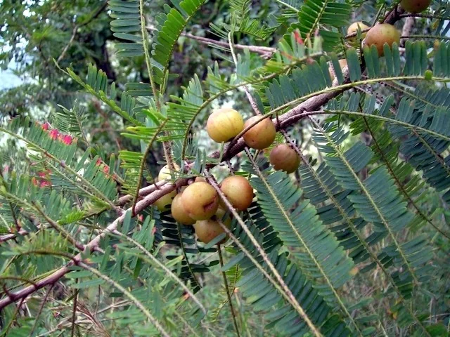 লাল আমলকি