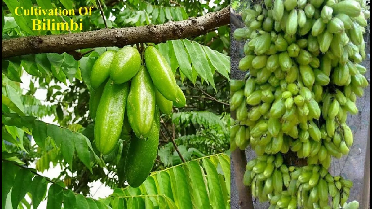 বিলম্বী