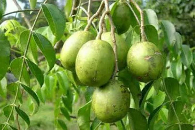 আমড়া দেশি টক