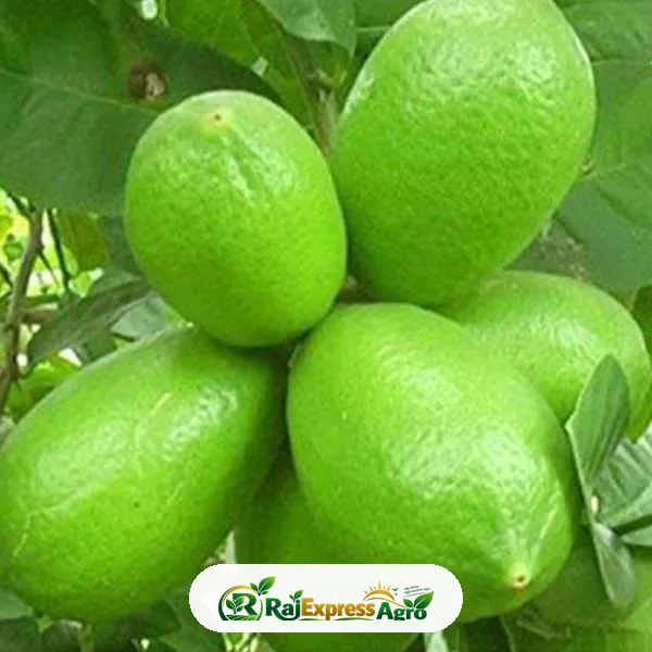 কাগজি লেবু