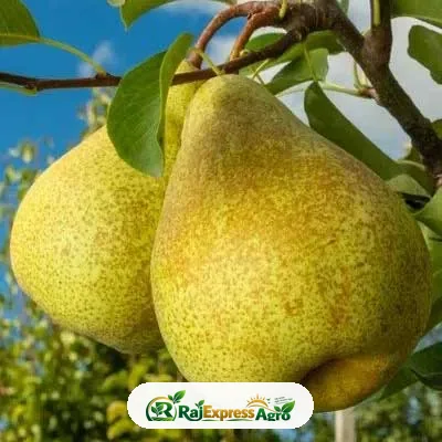 নাশপাতি