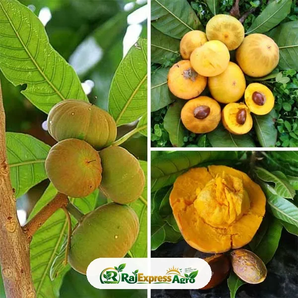 রোজ সাপোটে