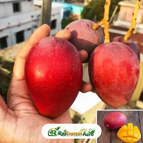 জাপানিজ মিয়াজাকি আম