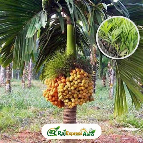 ভিয়েতনামি খাটো সুপারি