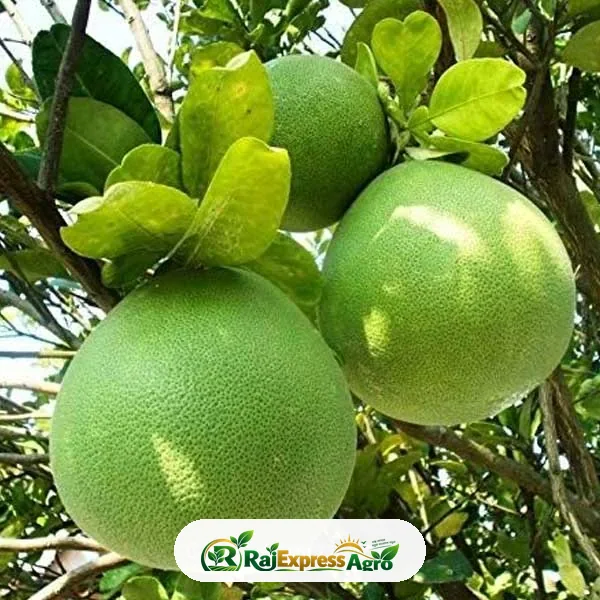 থাই জাম্বুরা