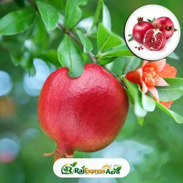 সুপার ভাগোয়া আনার
