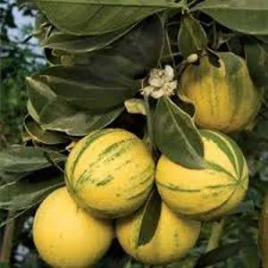 হলুদ মাল্টা-২ মাল্টা গাছ
