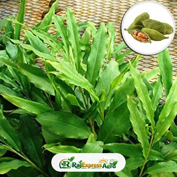 এলাচ গাছ
