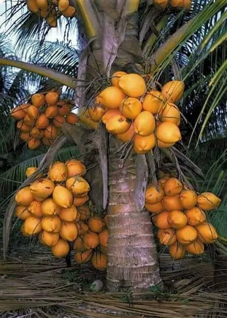 ক্যারেলা নারিকেল