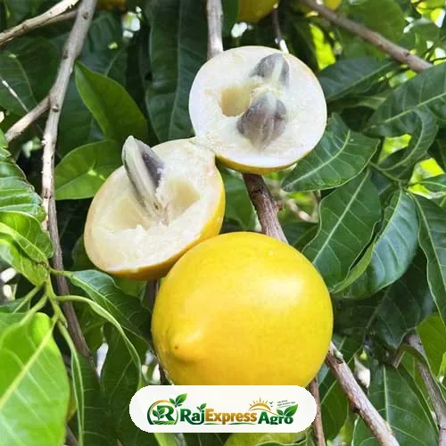 জায়ান্ট আবিউ