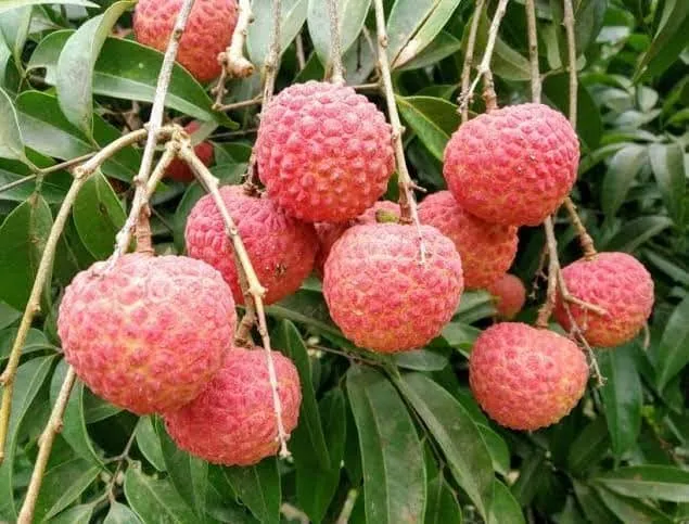 বেদানা লিচু গাছ