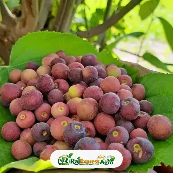 ফলসা