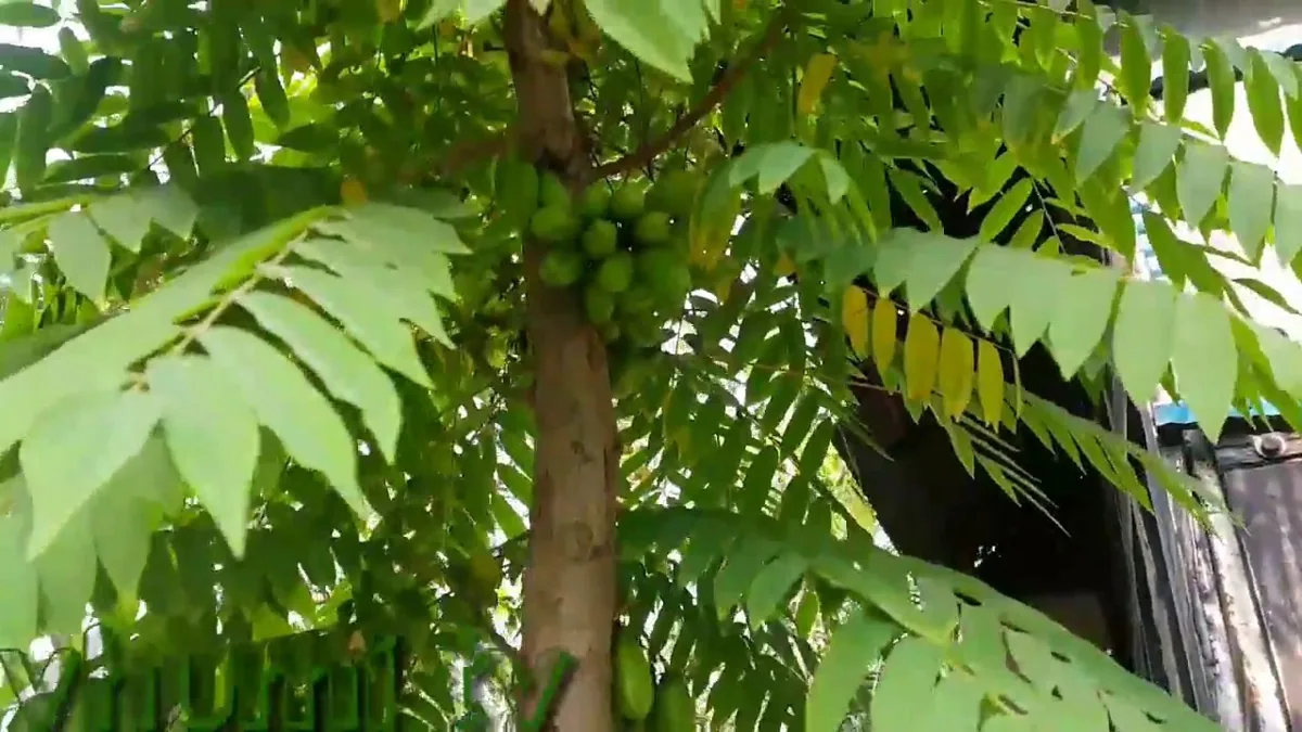 বিলম্বী