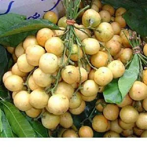 লাটকন