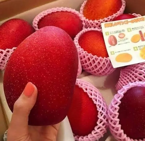 জাপানি মিয়াজাকি