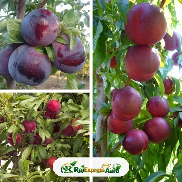 আলুবোখারা