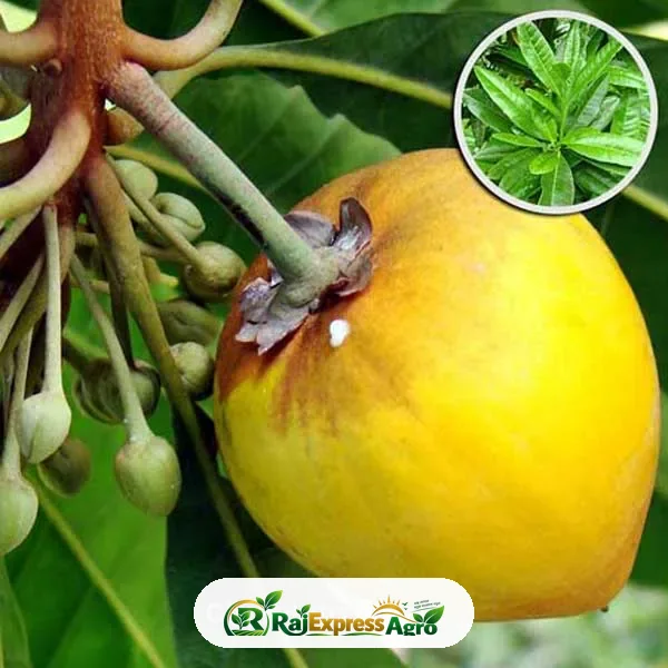 এগ ফ্রুট