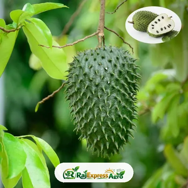 করোসল ফল গাছ (সাওয়ারসপ )