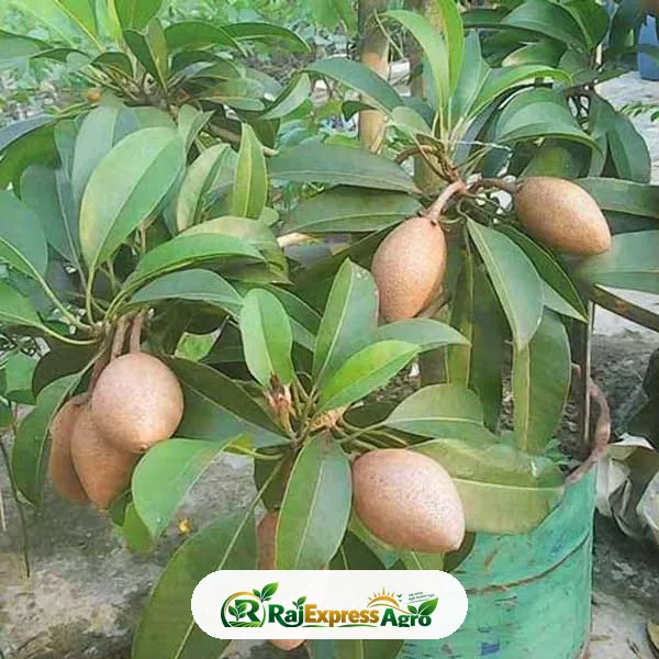 থাই সফেদা
