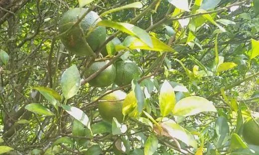 দাজিলিং কমলা