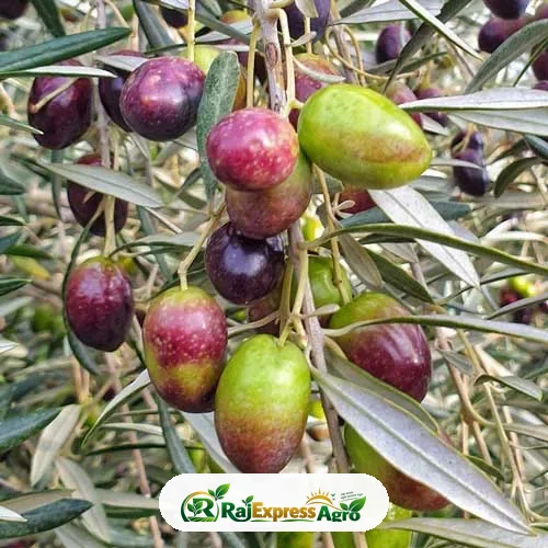 জয়তুন