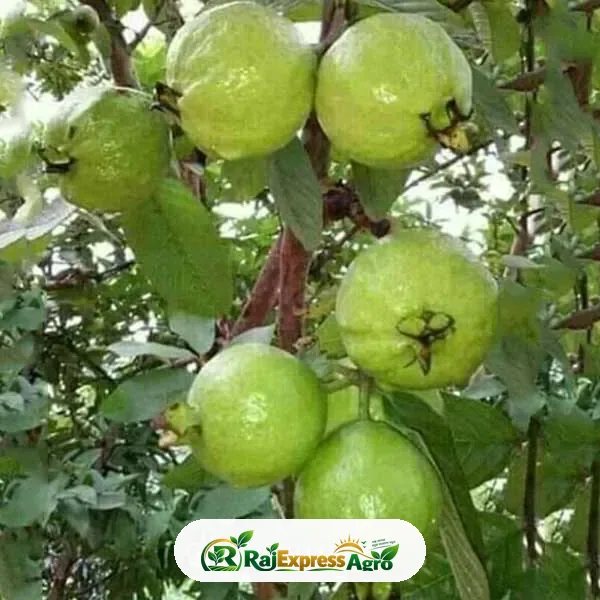 থাই-৭ পেয়ারা