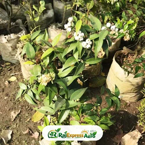 স্নোবেরি