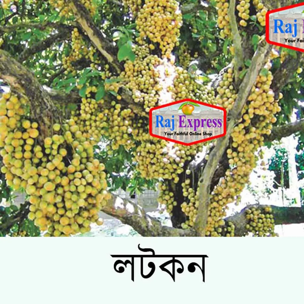 লটকোন
