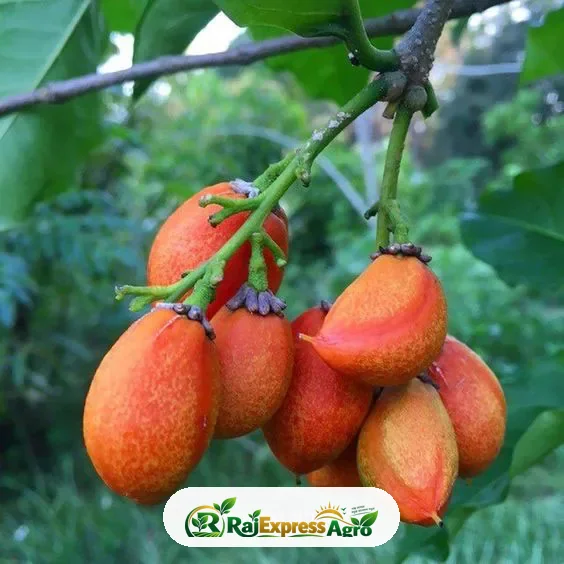 পিনাট বাটার ফ্রুট গাছ