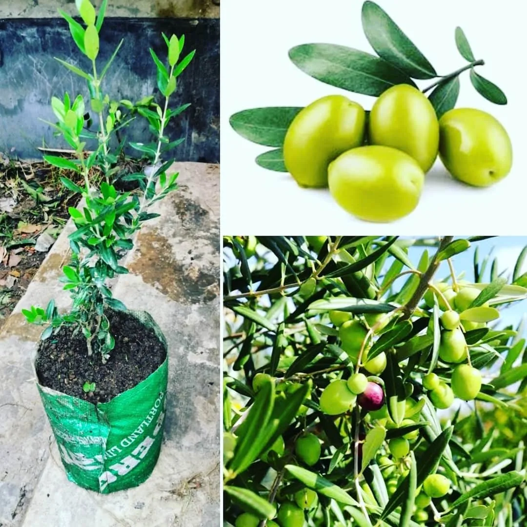 জয়তুন কলম