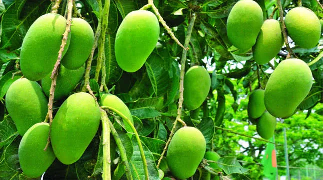 বারি-১১ আম