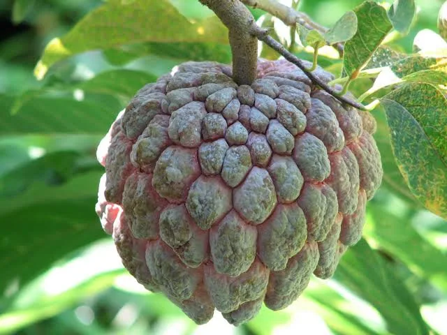 লাল শরিফা