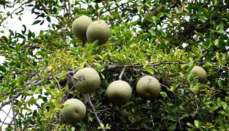 বারোমাসি কতবেল