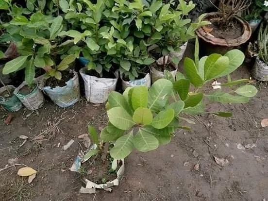 কাজুবাদাম