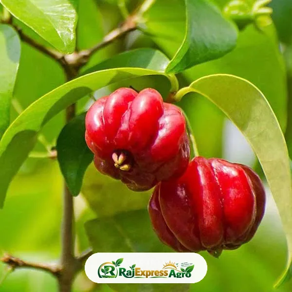 সুরিনাম চেরি (স্টার চেরি)