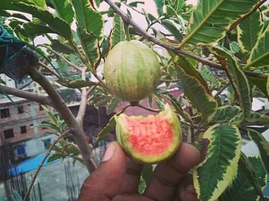 ভেরিগেট পেয়েরা