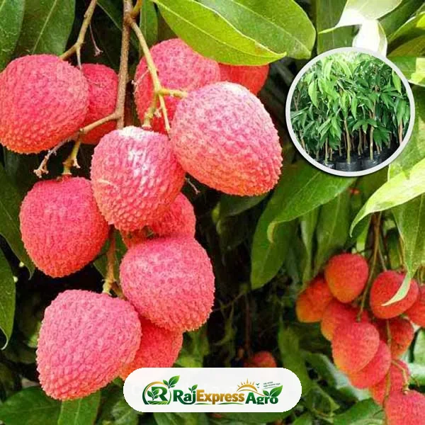 বোম্বাই লিচু