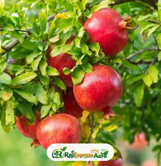 মিতালী আনার গাছ